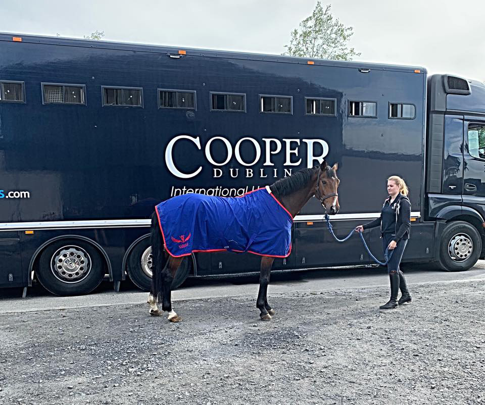 Horse-outside-box